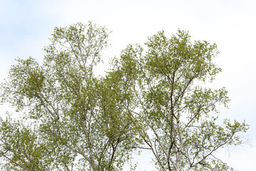 Birch