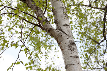 Birch