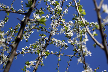 Plum blossom