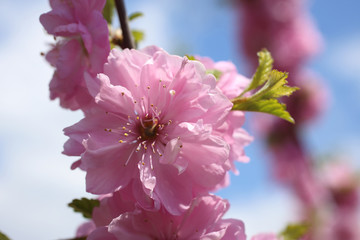 Japanese cherry. Sakura