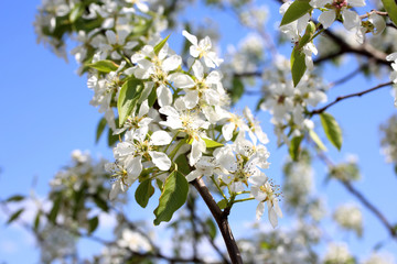 Pear blossom