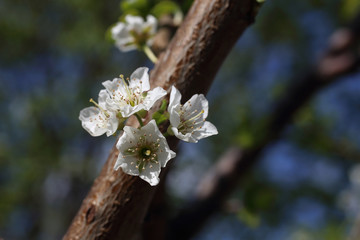 Plum blossom