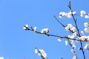 Plum blossom