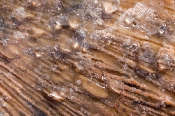 birch sap on a tree stump