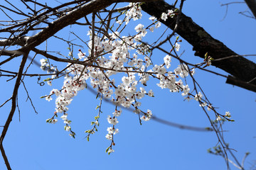 Plum blossom