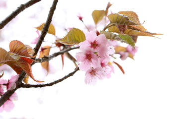 Apricot blossom