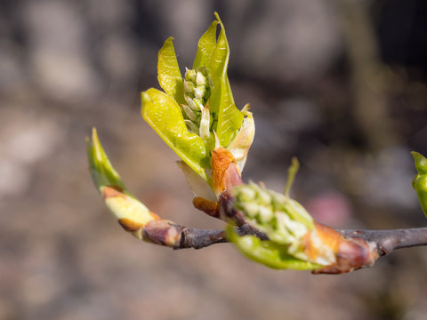 Tree Bud Close Up