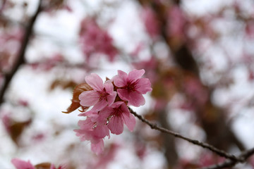 Apricot blossom. sakura