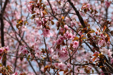 Apricot blossom. sakura