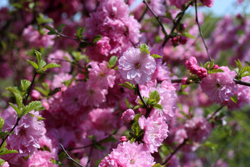Japanese cherry. Sakura