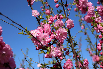 Japanese cherry. Sakura