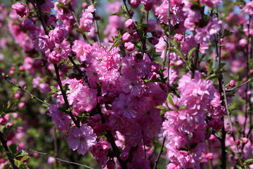 Japanese cherry. Sakura