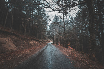 road in the woods