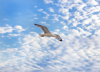 Obraz premium Seagull in sky