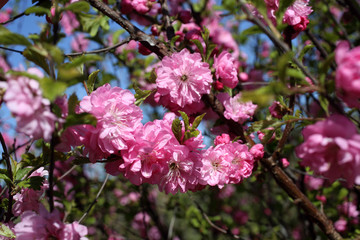 Japanese cherry. Sakura