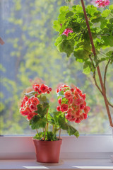 Red begonia on sunny window