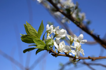 Plum blossom