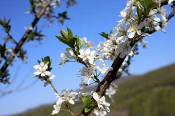 Plum blossom