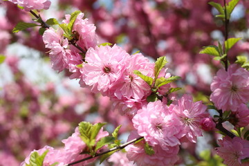 Japanese cherry. Sakura