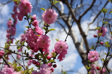 Japanese cherry. Sakura