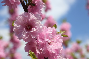 Japanese cherry. Sakura