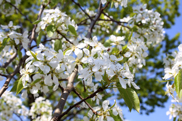 Pear blossom