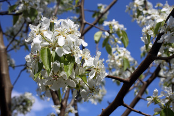 Pear blossom
