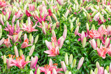 Backdrop scenery of pink lily.