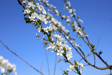 Plum blossom