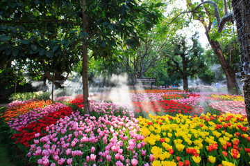 colorful tulip field