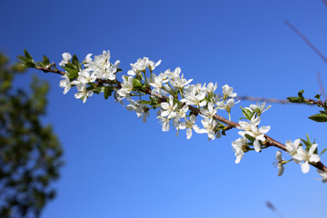Plum blossom