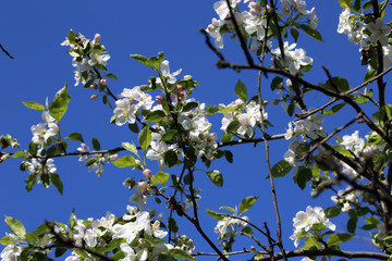 Apple blossom