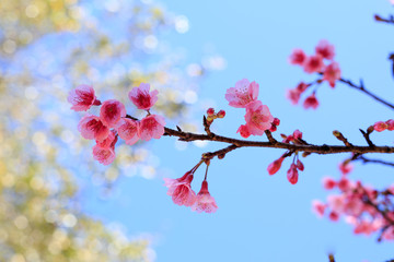 pink Sakura blossom