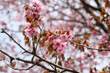 Apricot blossom. Sakura