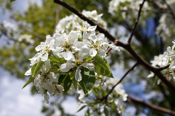 Pear blossom