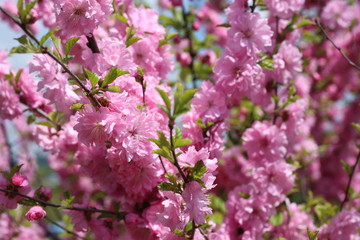 Japanese cherry. Sakura