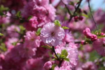 Japanese cherry. Sakura