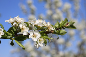 Plum flowers. Sakura
