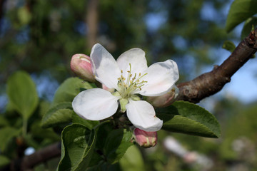 Apple blossom