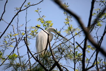 중대백로가 보이는 아름다운 풍경