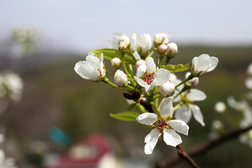 Pear blossom