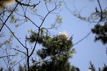 중대백로가 보이는 아름다운 풍경