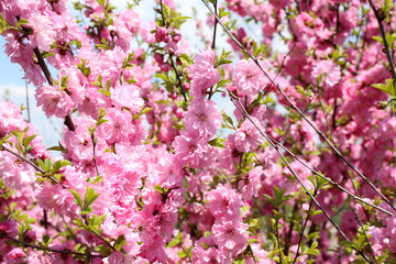 Japanese cherry. Sakura