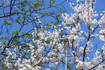Plum blossom