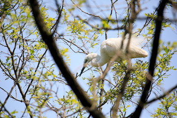 중대백로가 보이는 아름다운 풍경