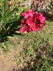 red and white flowers