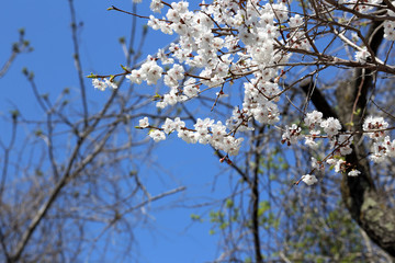 Plum blossom