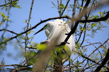중대백로가 보이는 아름다운 풍경
