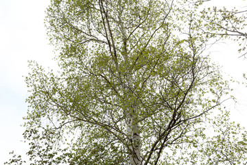 Birch