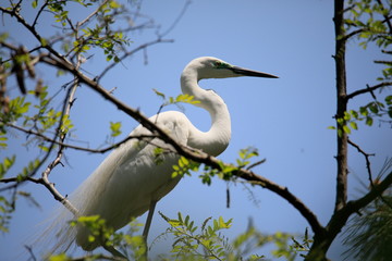 중대백로가 보이는 아름다운 풍경